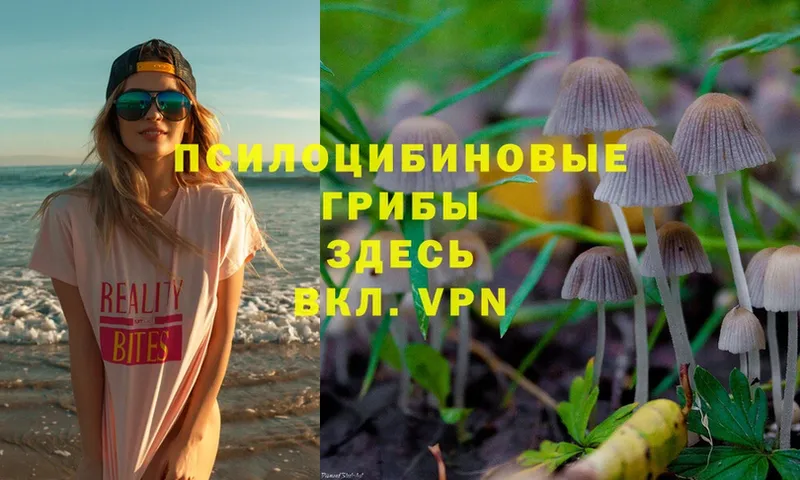 Псилоцибиновые грибы Cubensis  Лахденпохья 